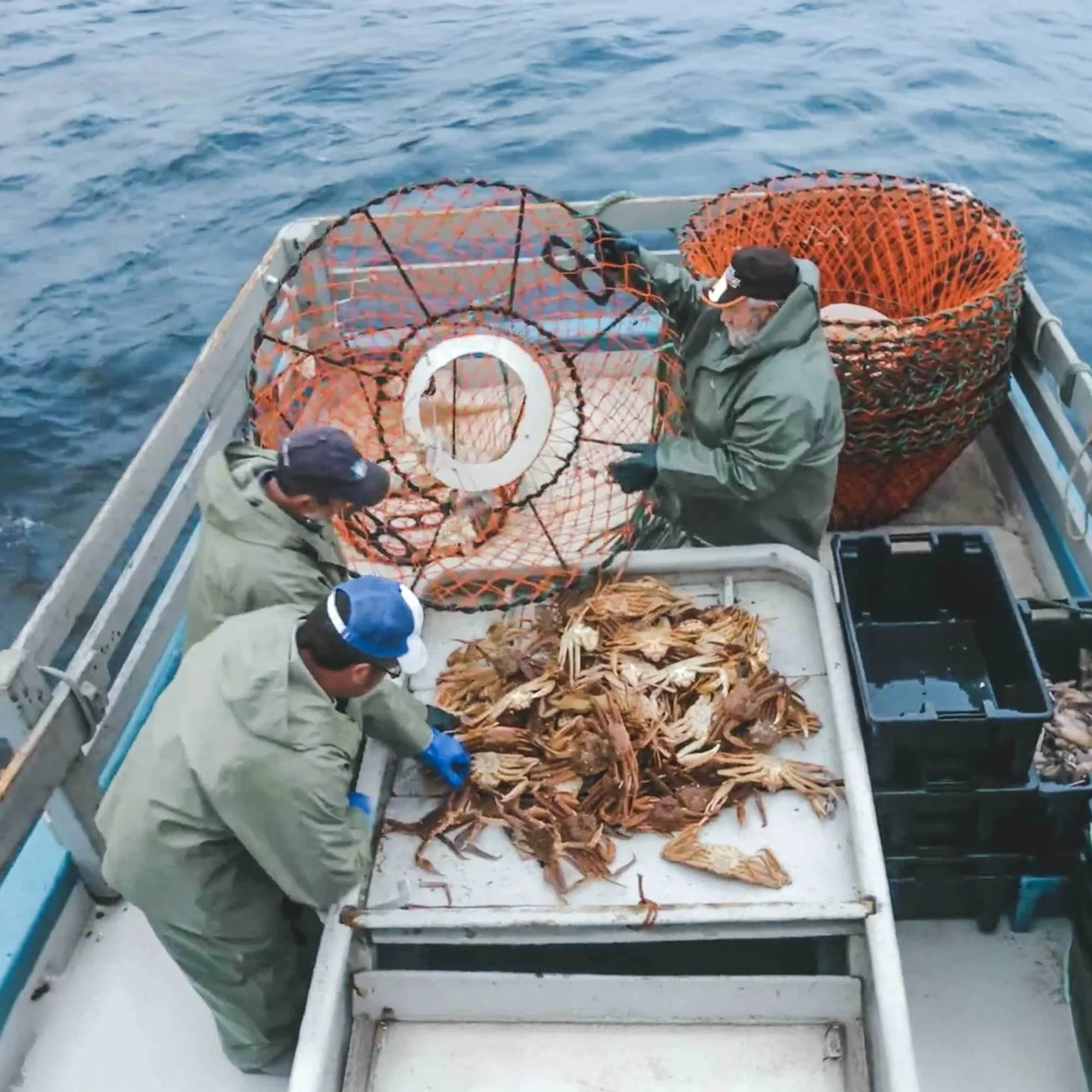 SNOW CRAB (MERUS) LEG MEAT (8oz) - Image 5